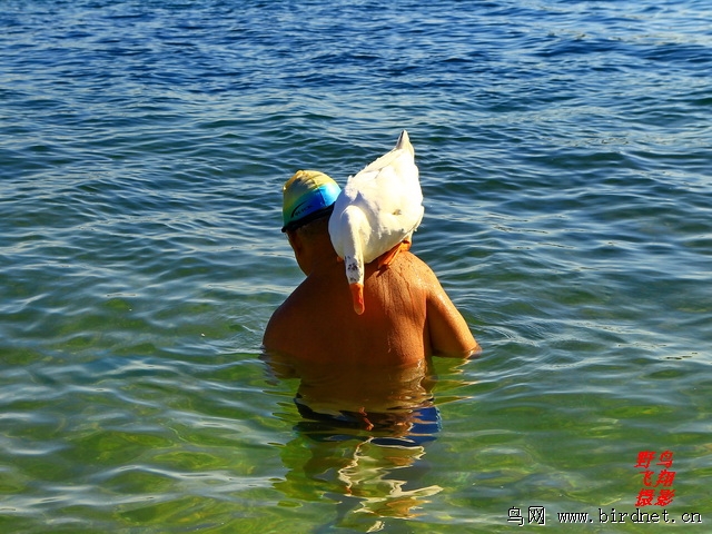 宠物鹅和人类的亲密