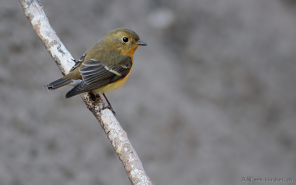 补试发昨天没成功的 鸲姬鹟片 - 江西版 Jiangx