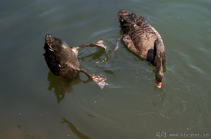 老麻雀 - 我的专辑 鸟网
