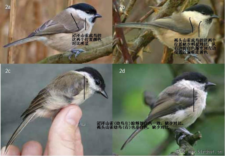 沼泽山雀和褐头山雀辨识及分类的一些介绍