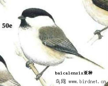 论坛 69 专题区 69 鸟类识别与信息 69 沼泽山雀和褐头山雀辨识