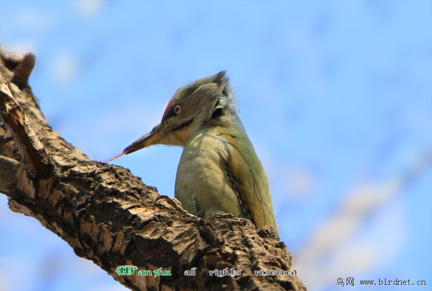 [灰头绿啄木鸟]的舌头您见过吗