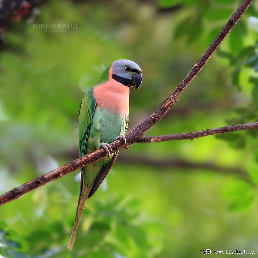 绯胸鹦鹉 red-breasted parakeet