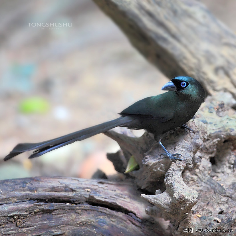 盘尾树鹊 racket-tailed treepie