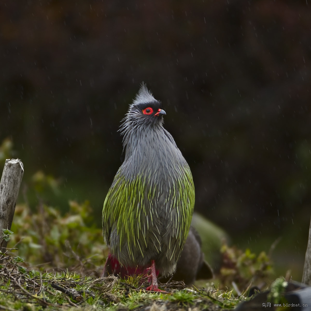 血雉雨中血雉牛背鹭