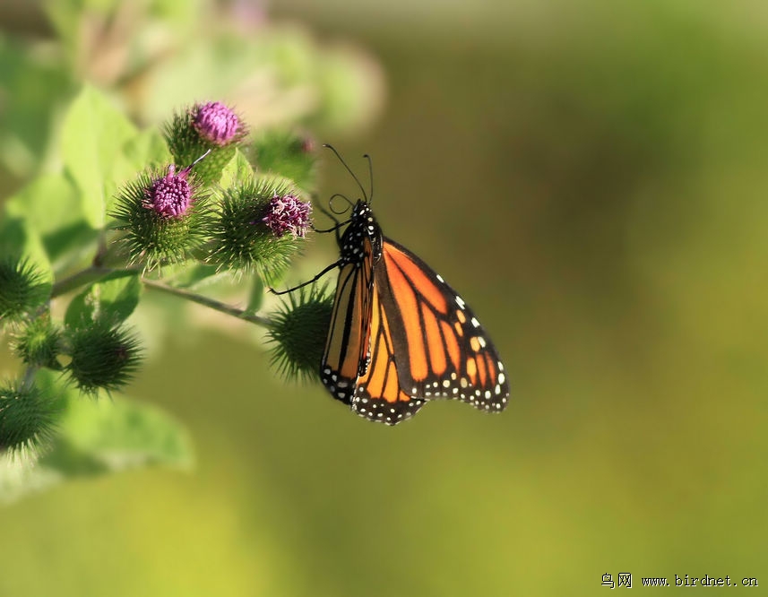 Butterfly Attracting Plants in Florida: A Comprehensive Guide to Gardening for Flutter Friends