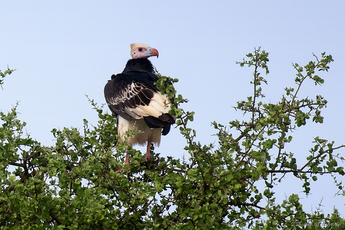 白头秃鹫whiteheadedvulture