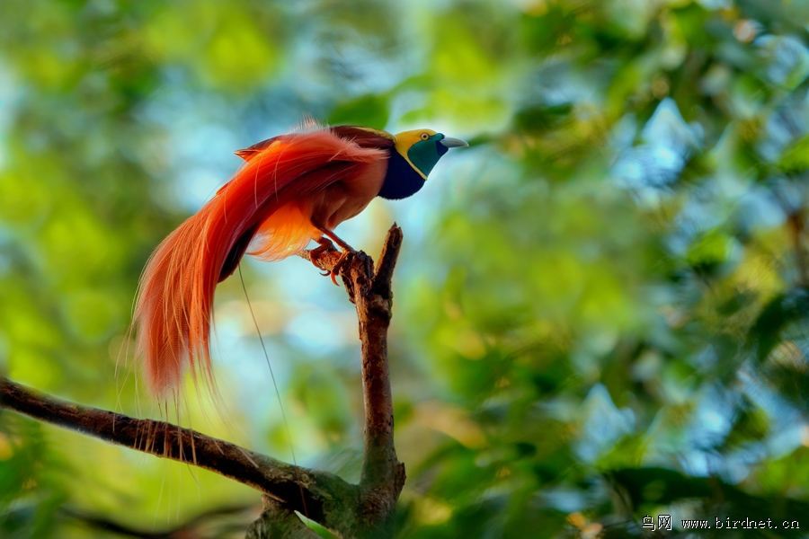 (新几内亚极乐鸟)巴布亚新几内亚国鸟