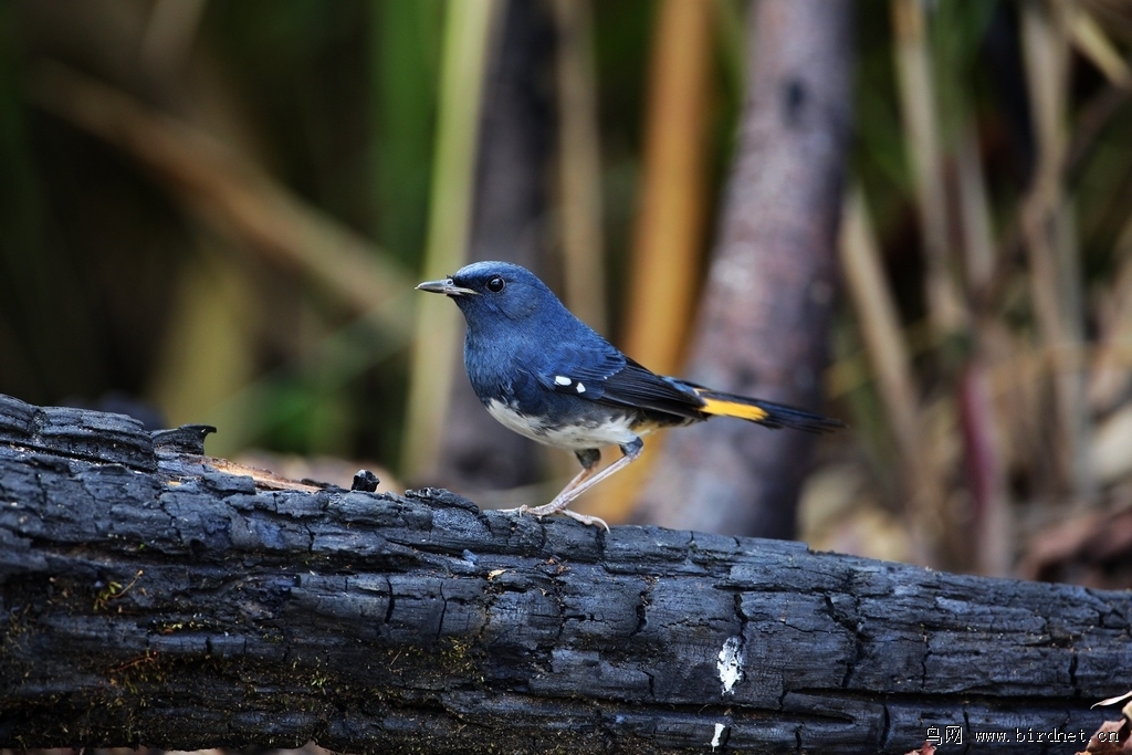 白腹短翅鸲 white-bellied redstart