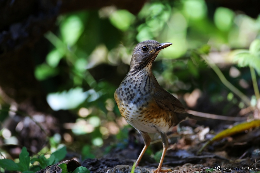 乌灰鸫 japanese thrush