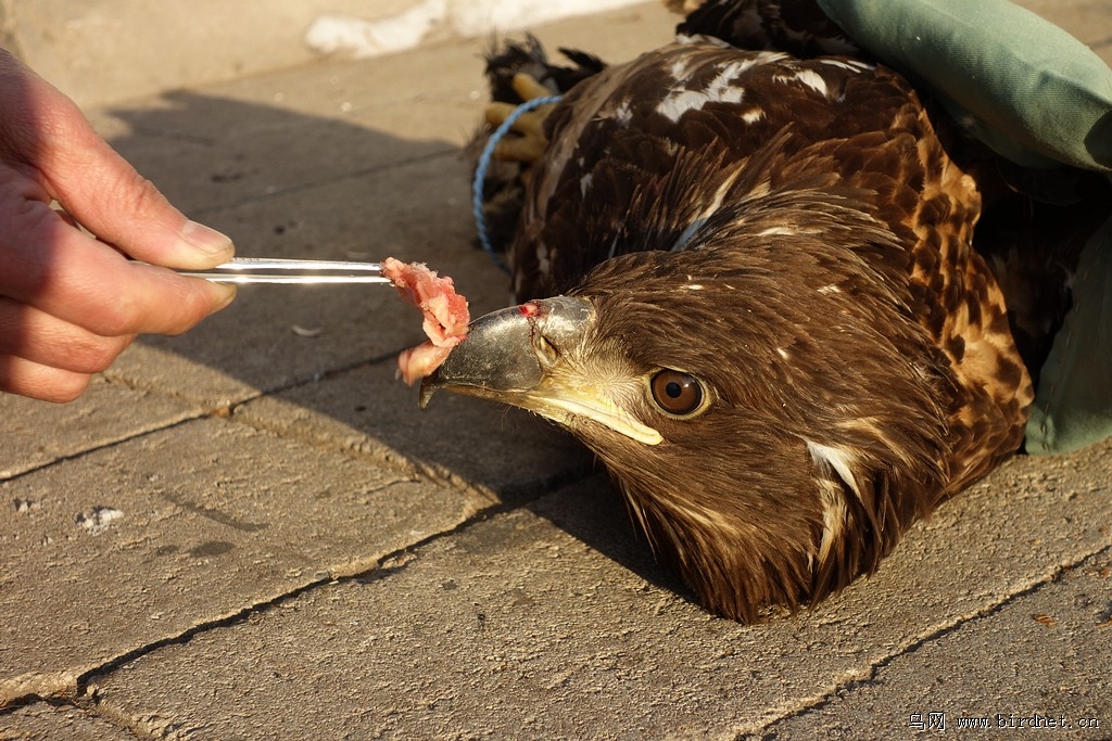 2013年沈阳护鸟志愿者救助日记 - 鸟类环保 C