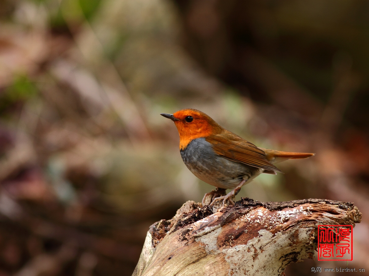 日本歌鸲祝福建版过30万 - 福建版 Fujian 鸟网