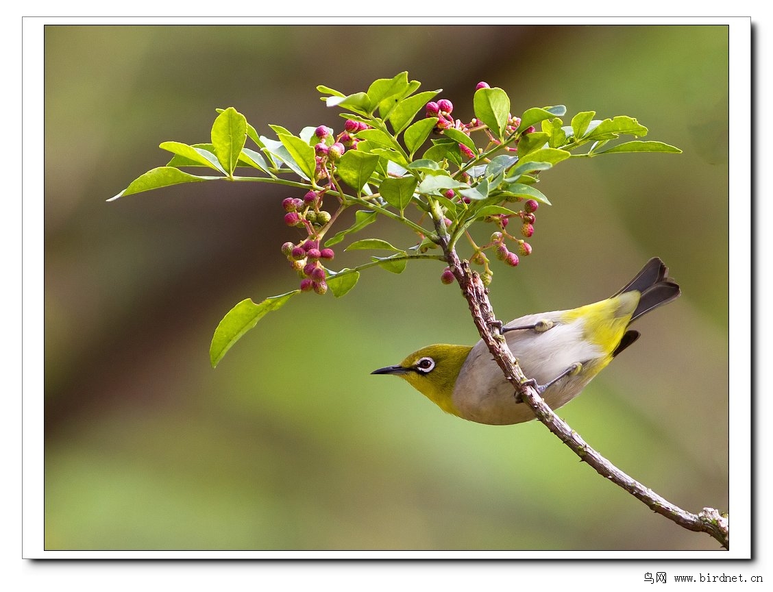 怡然自乐 - 我的专辑 鸟网