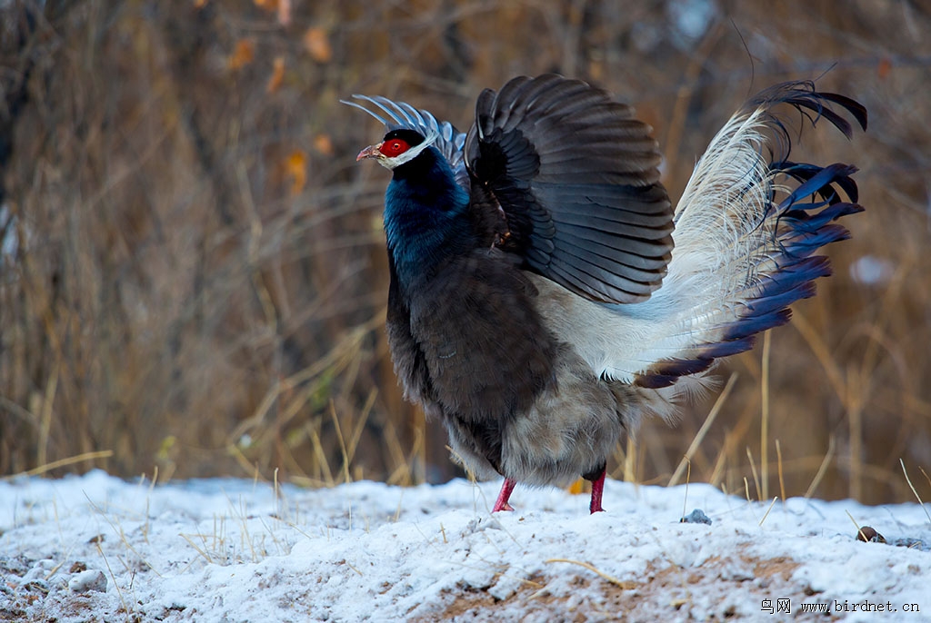 雪后的褐马鸡羽毛丰满、有光泽很溧亮《一组连