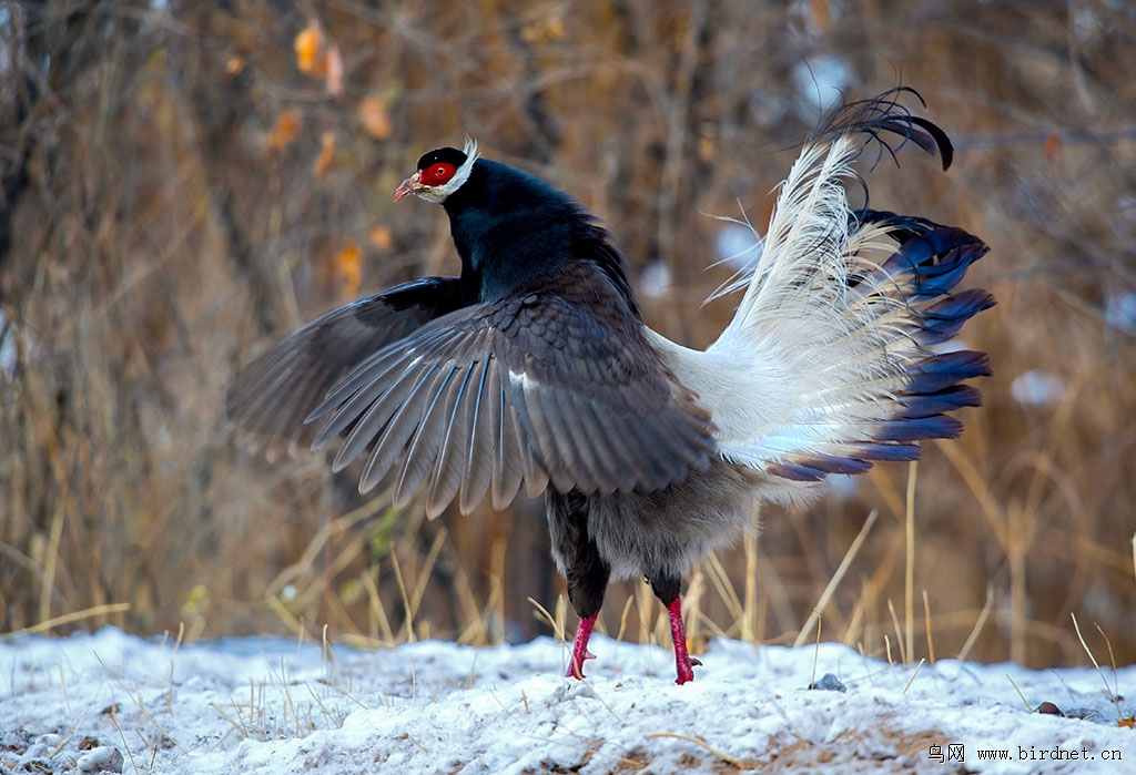 雪后的褐马鸡羽毛丰满、有光泽很溧亮《一组连