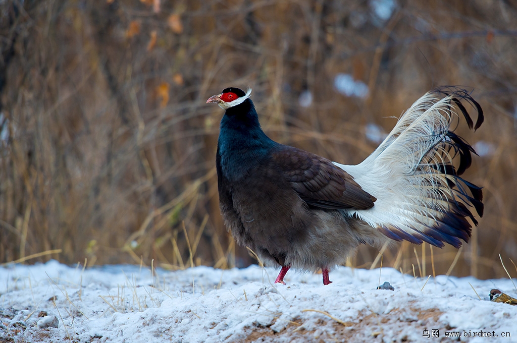 雪后的褐马鸡羽毛丰满、有光泽很溧亮《一组连