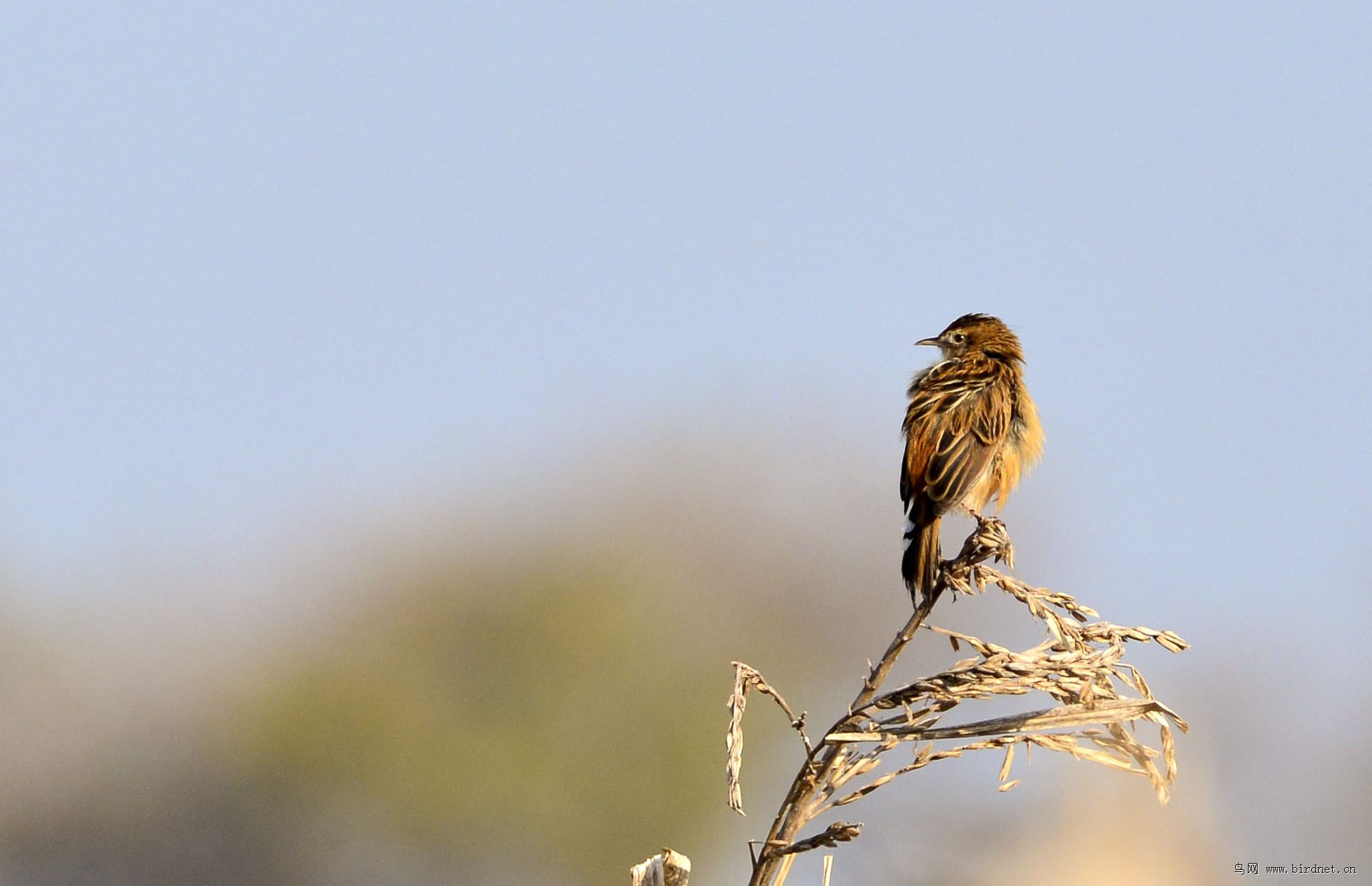 邛海拍鸟 - 四川版 Sichuan 鸟网