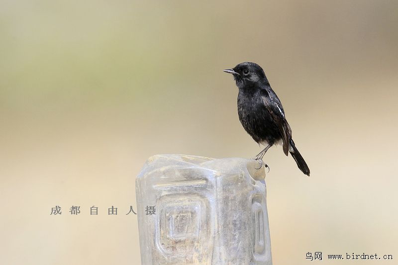 白斑黑石鵖