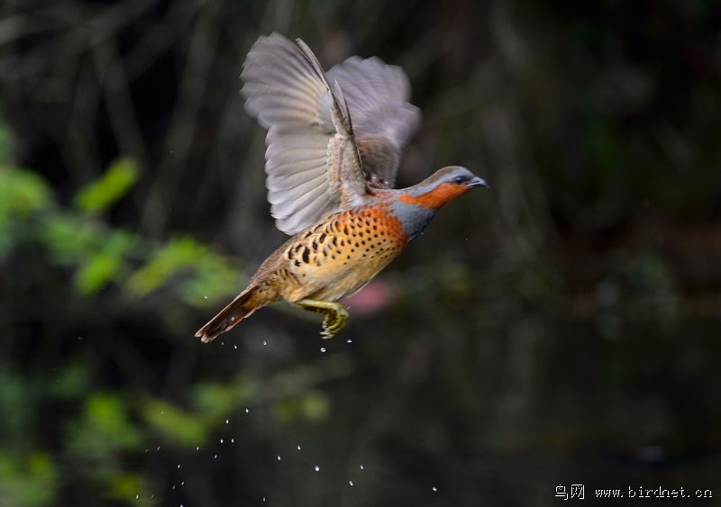 竹鸡