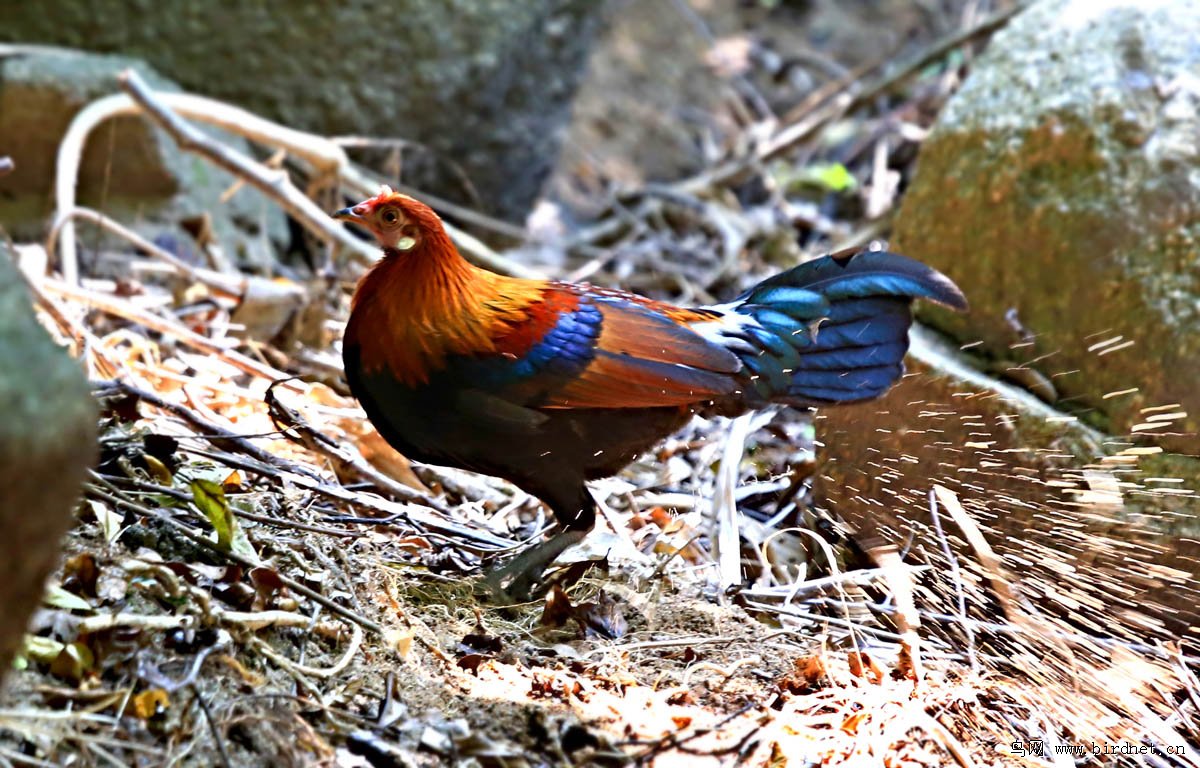 原鸡