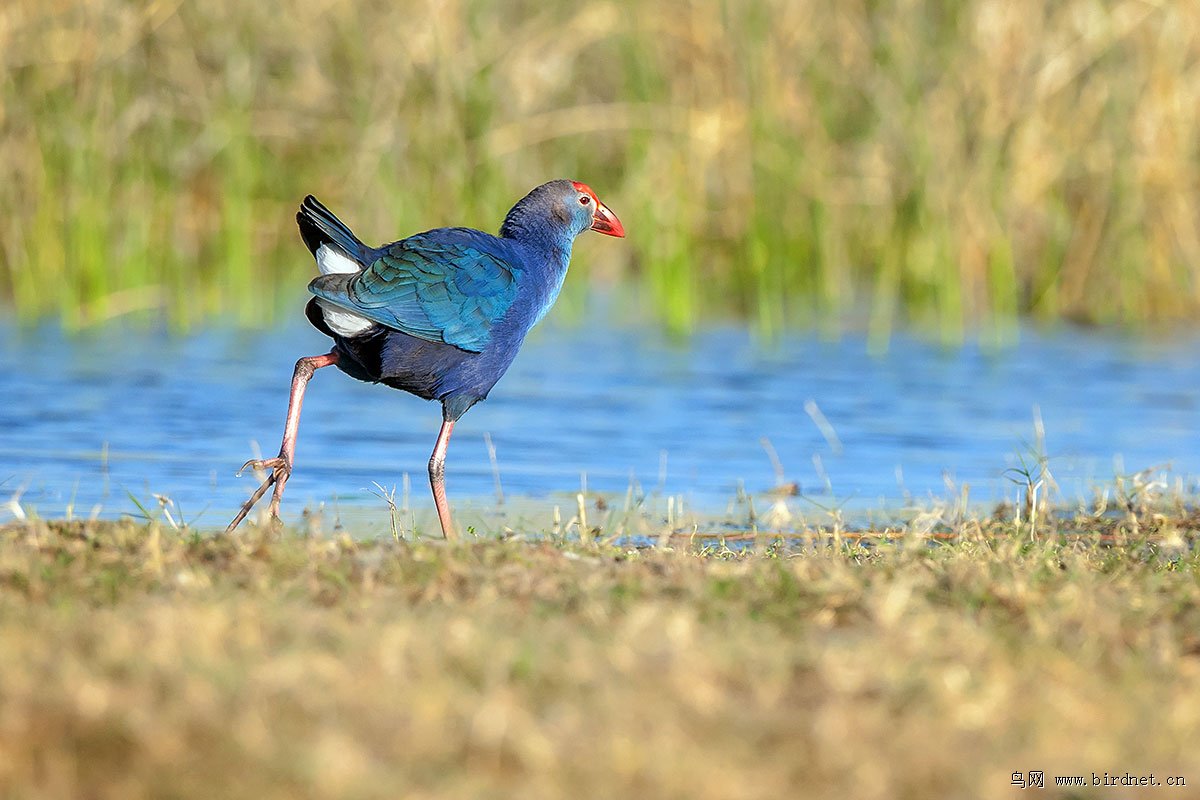 紫水鸡 purple swamphen