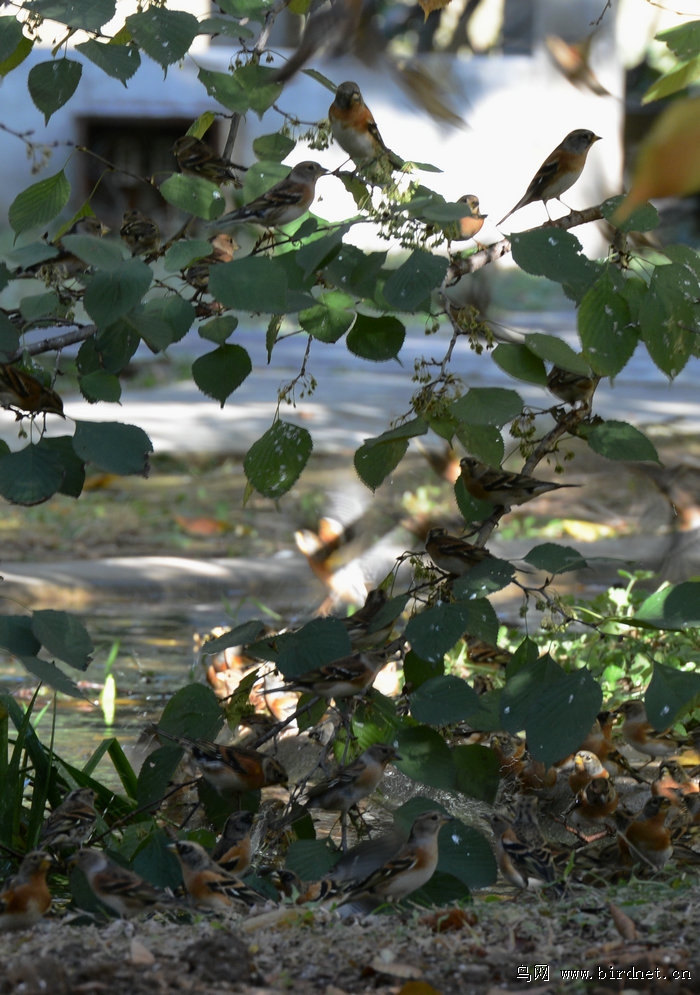 老麻雀 - 我的专辑 鸟网