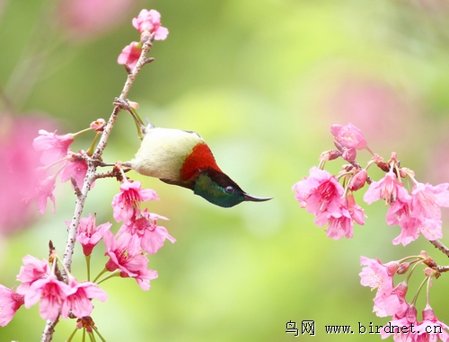 百花齐放百鸟争鸣猜一成语_百花齐放百鸟争鸣图片