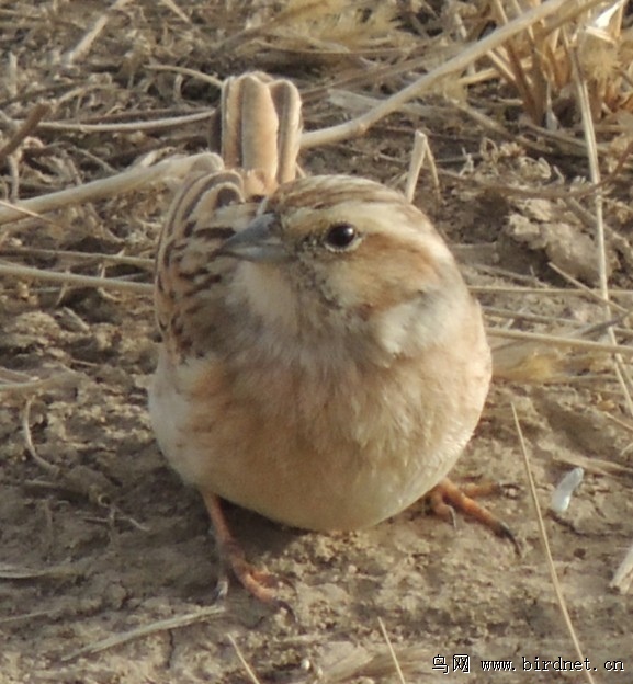 呜呜呜,鹀鹀鹀,先别哭,让大家看是什么鹀 - 鸟类