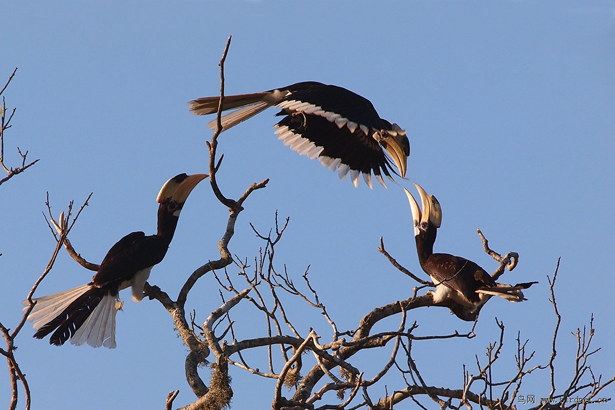 早春的爱情 生命的家园 - 山东版 Shandong 鸟网