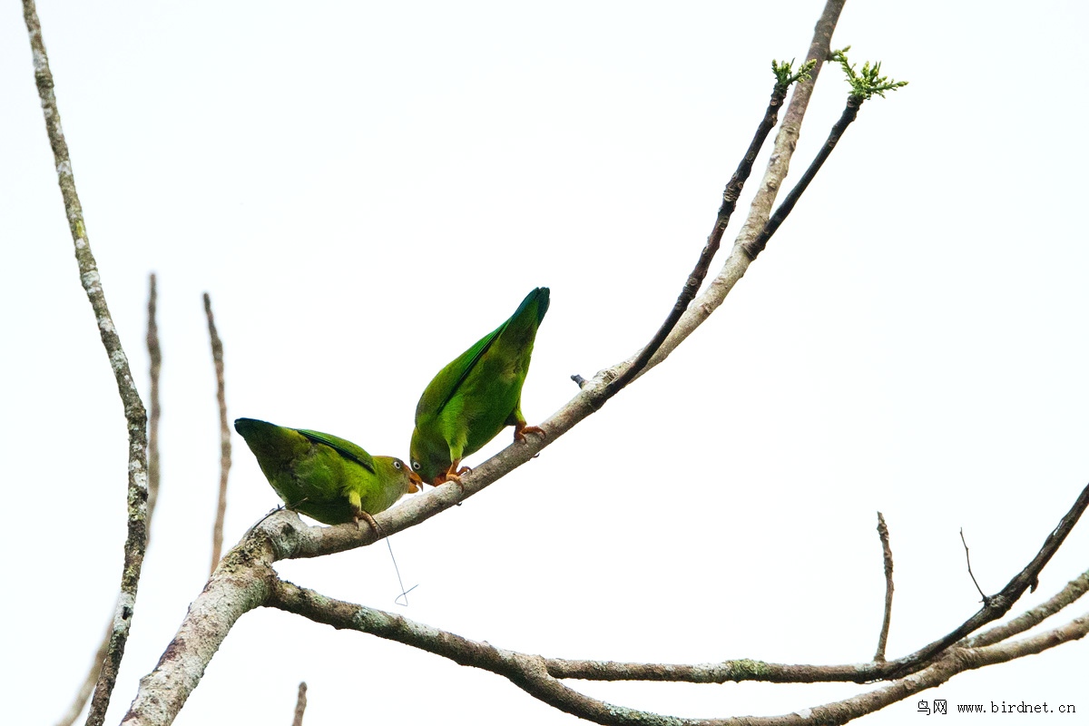 早春的爱情 生命的家园 - 山东版 Shandong 鸟网