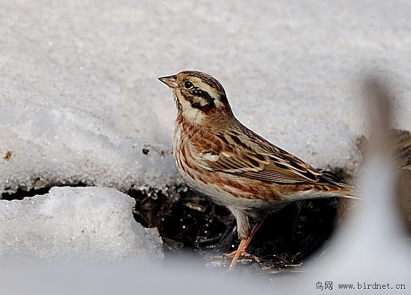 田鵐(雪地,登枝,饮水)感谢大连红隼和自由的风老师纠正鸟名 辽宁版