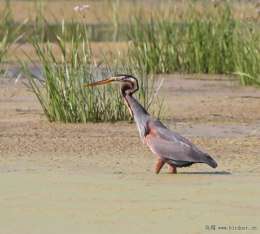 "长脖老等"——草鹭 - 大中型涉禽 shorebirds 鸟网