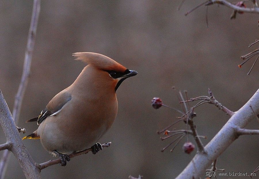 太平鸟祝山东朋友鸟运多多 - 山东版 Shandong