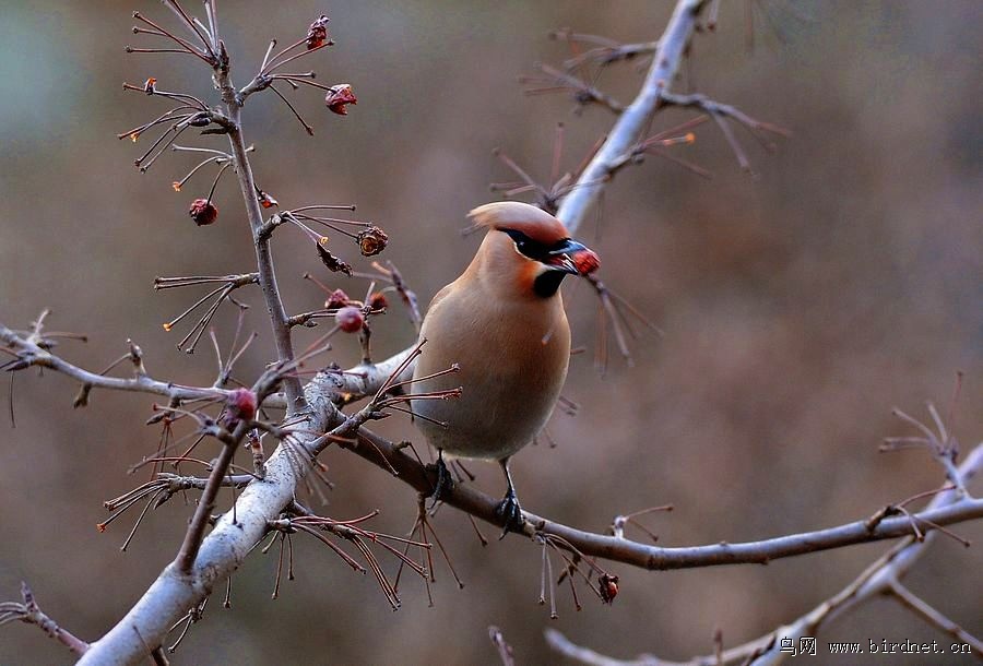 太平鸟祝山东朋友鸟运多多 - 山东版 Shandong