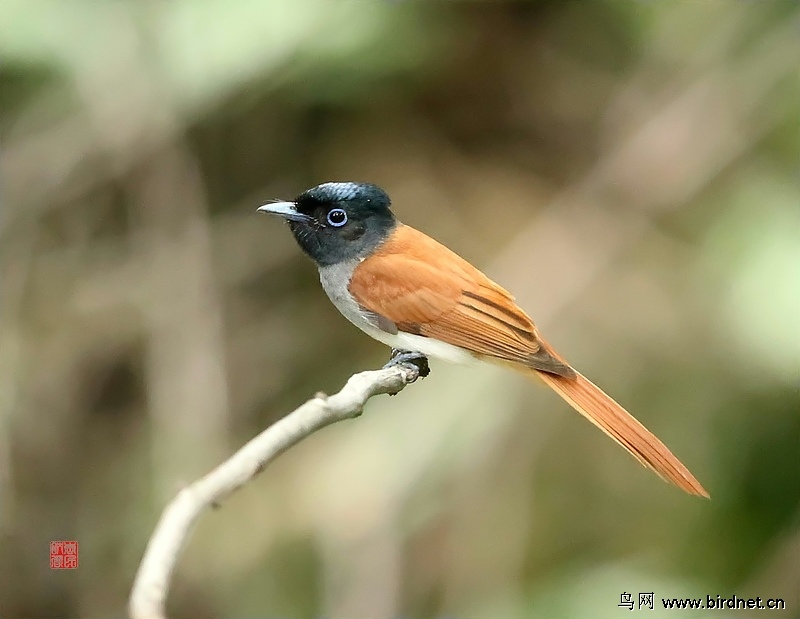 寿带 林中仙子 寿带 Beijing 