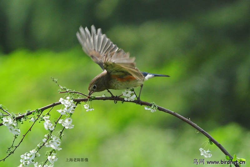 森林小鸟