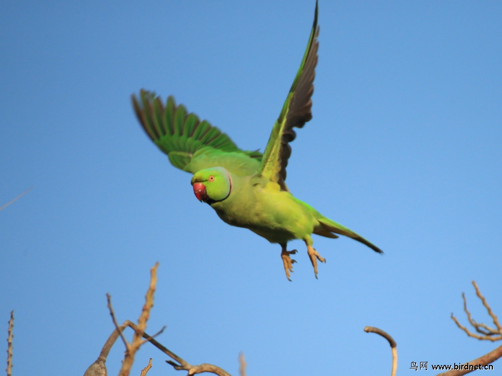 红领绿鹦鹉 rose-ringed parakeet