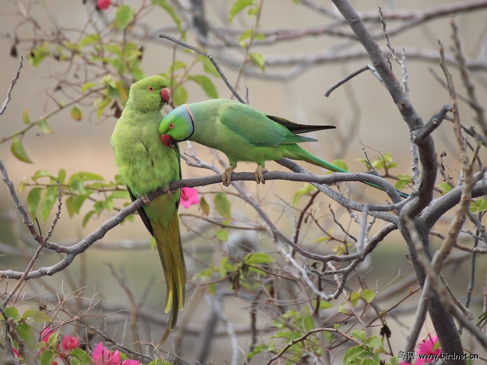红领绿鹦鹉 rose-ringed parakeet