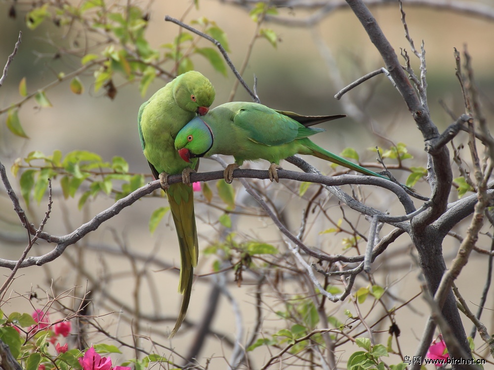 红领绿鹦鹉 rose-ringed parakeet
