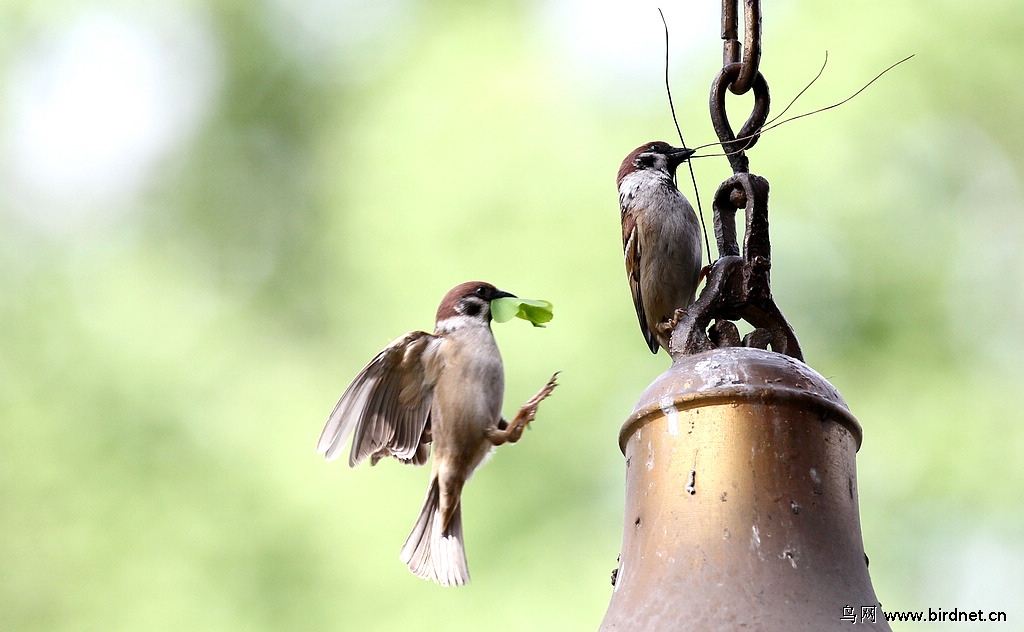 麻雀也喜欢古建筑,崇丽阁的钟。