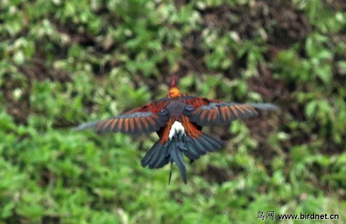 原鸡