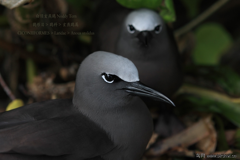 塞舌尔鸟岛-拍鸟的天堂 记录白顶玄燕鸥 - 北京