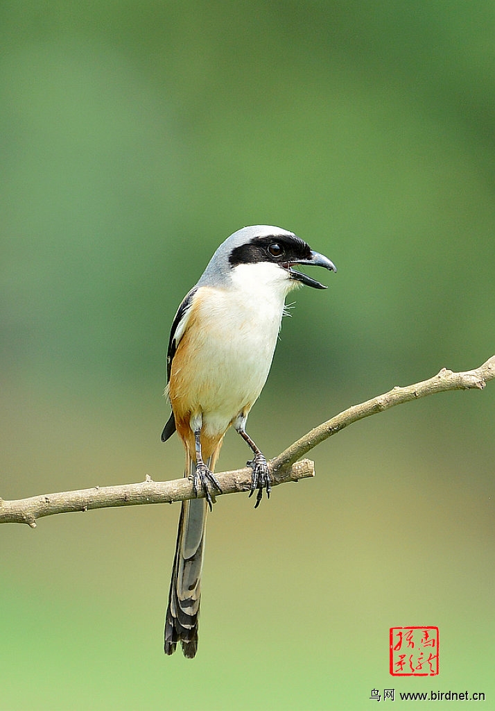 拍鸟发朋友圈 6389468715359.jpg