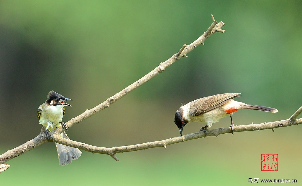 拍鸟发朋友圈 6389503146625.jpg