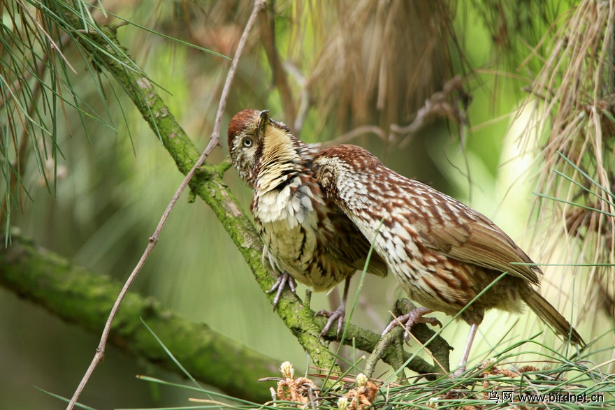 树上的鸟儿成双对出自哪部经典 22184204618889.jpg
