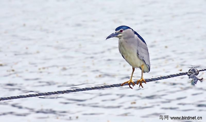 望江公园的鸟是什么鸟 23116081224380.jpg