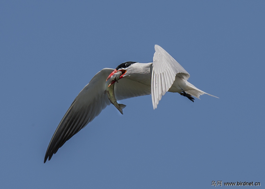 红嘴巨鸥 caspian tern-燕鸥!