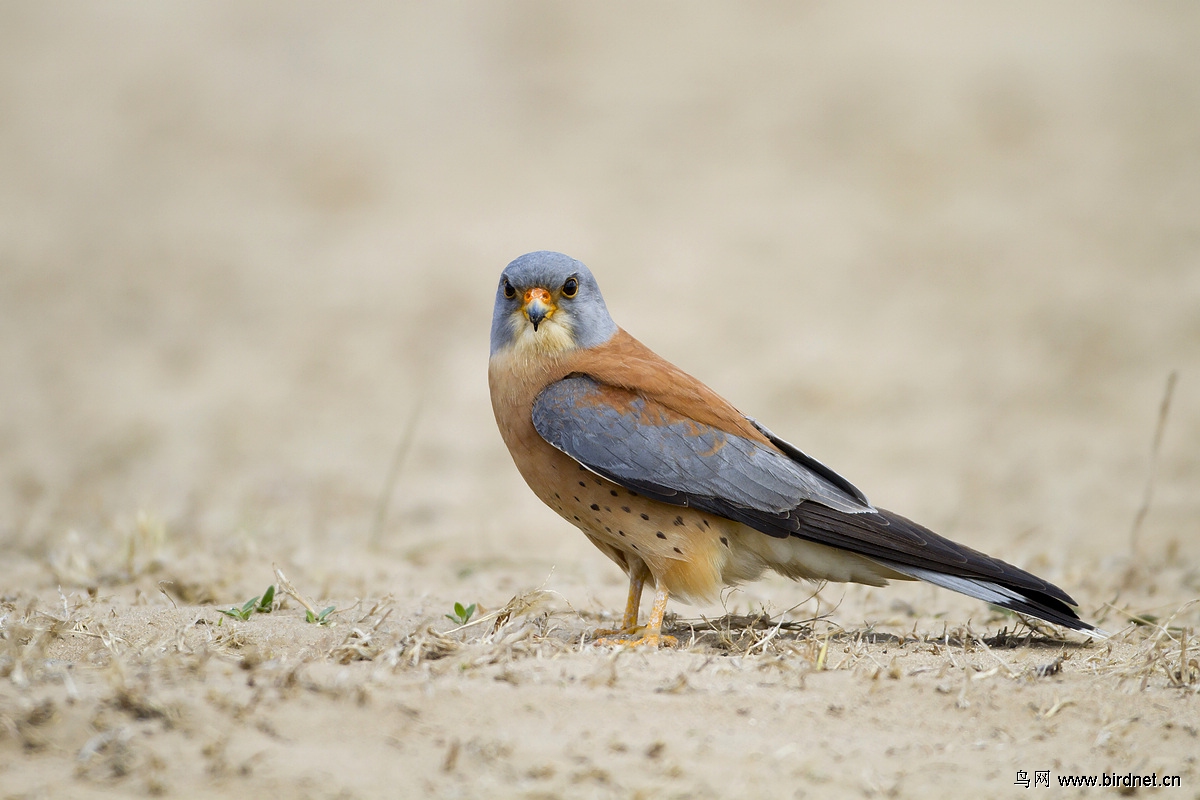 (黄爪隼)目击猛禽:黄爪隼之瞬