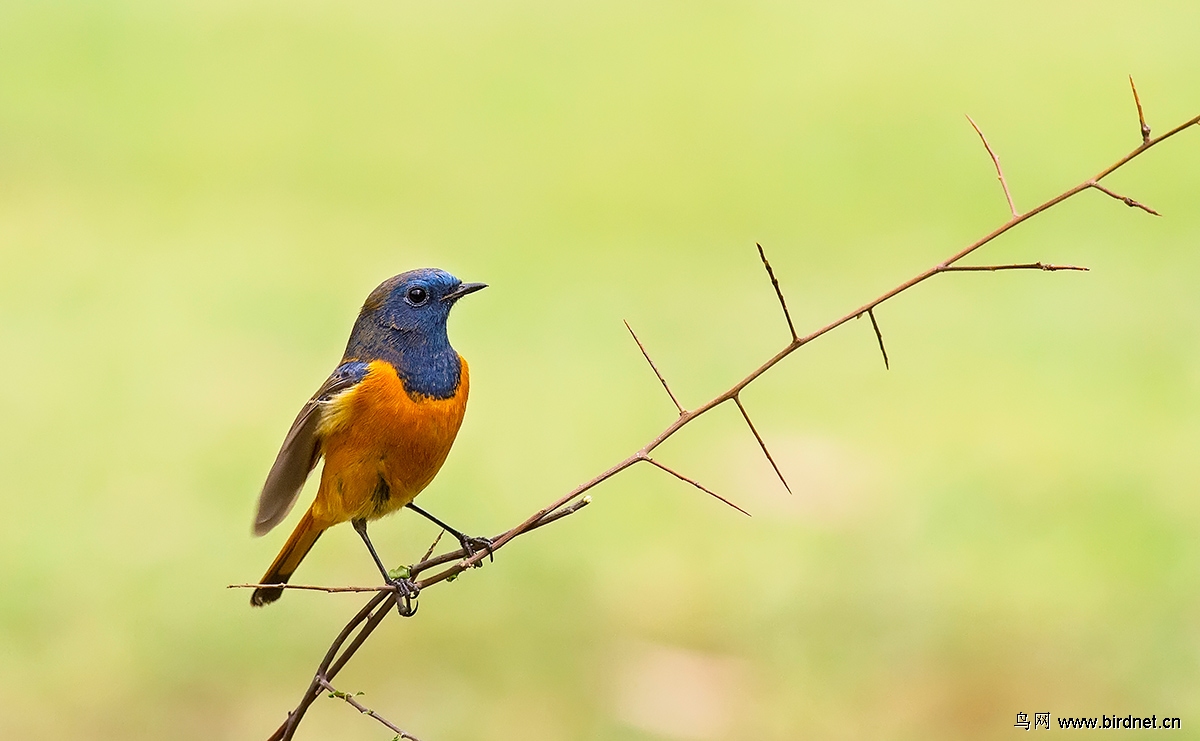 蓝额红尾鸲--祝贺重庆老程老师荣升版主 - 重庆