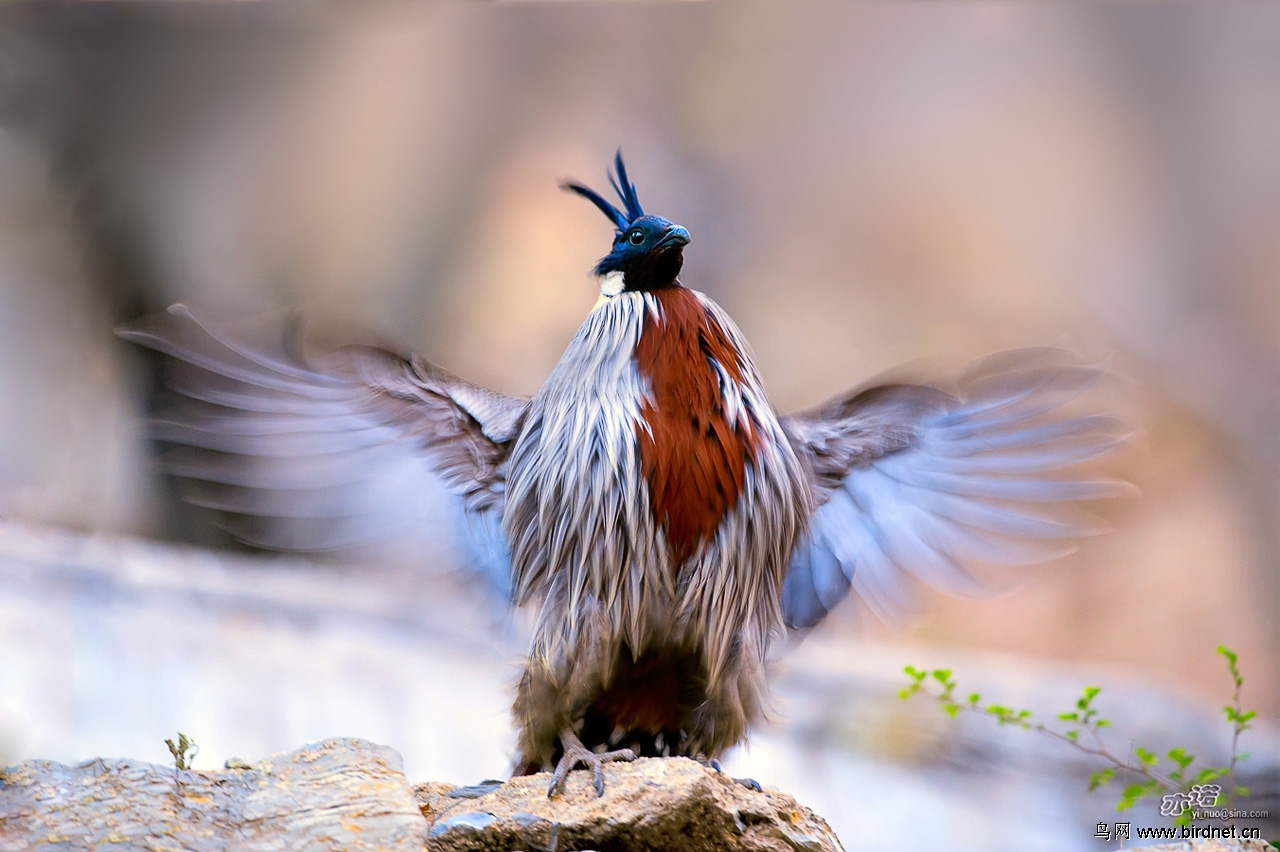 山上的乌鸦完整版 205314334312554.jpg